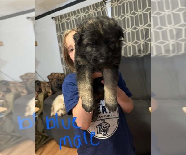Medium Photo #1 German Shepherd Dog Puppy For Sale in RUSTBURG, VA, USA