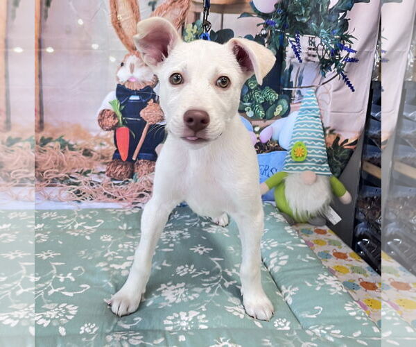 Medium Photo #3 Labrador Retriever Puppy For Sale in Denton, TX, USA