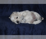 Small Photo #3 ShihPoo Puppy For Sale in BAYPORT, MN, USA