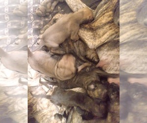 Great Dane Puppy for sale in TULSA, OK, USA