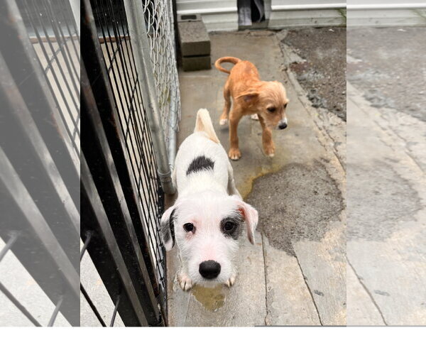 Medium Photo #2 Mutt Puppy For Sale in Tracy City, TN, USA