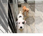 Small #1 Mutt