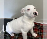 Small #8 Mutt