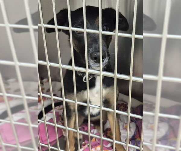 Medium Photo #1 German Shepherd Dog-Unknown Mix Puppy For Sale in Decatur, IL, USA