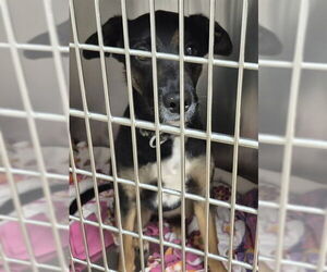 German Shepherd Dog-Unknown Mix Dogs for adoption in Decatur, IL, USA