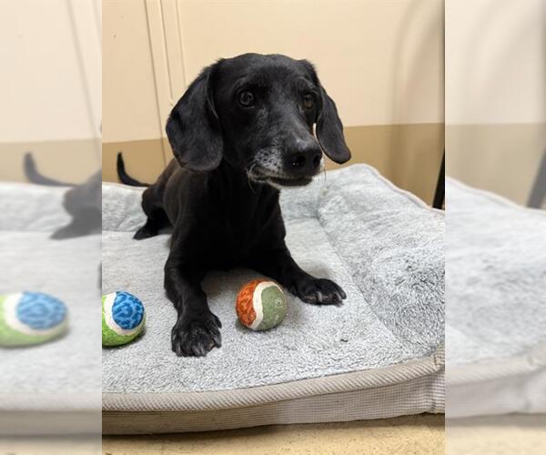 Medium Photo #1 Dachshund-Unknown Mix Puppy For Sale in Chula Vista, CA, USA