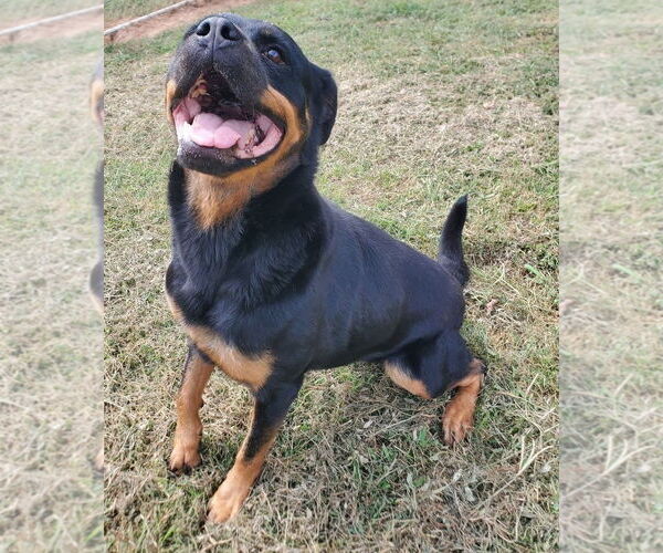Medium Photo #2 Rottweiler Puppy For Sale in Hillsboro, NH, USA
