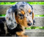 Small #1 Dachshund
