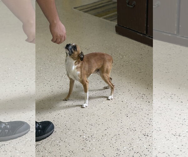 Medium Photo #3 Chihuahua-Unknown Mix Puppy For Sale in York, SC, USA