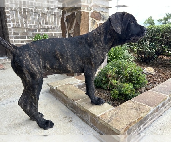 Medium Photo #6 Cane Corso Puppy For Sale in WEATHERFORD, TX, USA