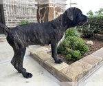 Small #5 Cane Corso