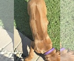 Small Photo #12 Rhodesian Ridgeback Puppy For Sale in SURPRISE, AZ, USA
