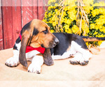 Small Photo #7 Basset Hound Puppy For Sale in WAKARUSA, IN, USA