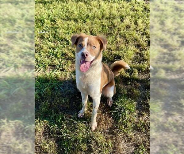 Medium Photo #1 Australian Shepherd-Unknown Mix Puppy For Sale in Pasadena, TX, USA