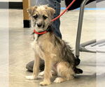 Small #3 Border Terrier Mix