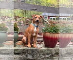 Small Photo #12 Mutt Puppy For Sale in Germantown, OH, USA