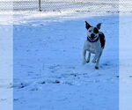 Small Photo #8 American Pit Bull Terrier-Unknown Mix Puppy For Sale in Virginia Beach, VA, USA