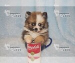 Small Photo #17 Pomeranian Puppy For Sale in SANGER, TX, USA