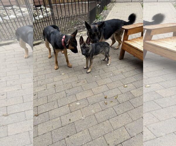 Medium Photo #5 German Shepherd Dog Puppy For Sale in Seattle, WA, USA