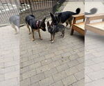 Small #4 German Shepherd Dog