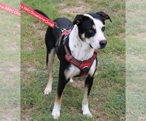 Max - Male Mutt Dog for Adoption - Photo #4
