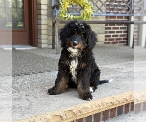 Bernedoodle Puppy for Sale in WOLCOTT, Indiana USA