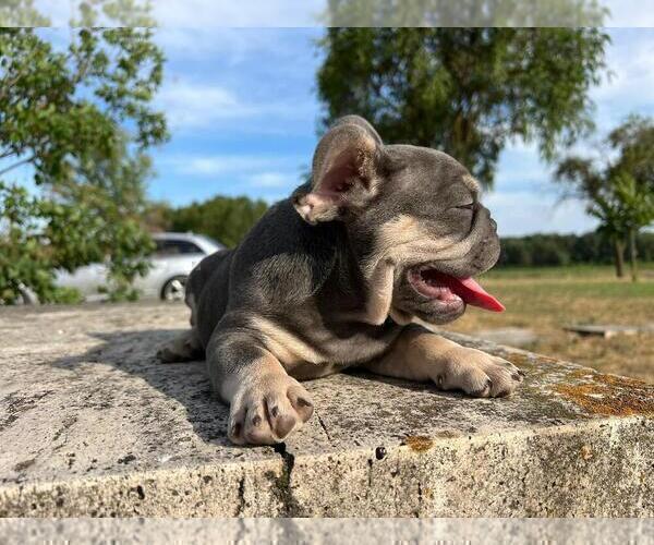 Medium Photo #4 French Bulldog Puppy For Sale in ERIAL, NJ, USA