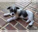 Small Chihuahua Mix