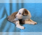 Small #2 Aussiedoodle