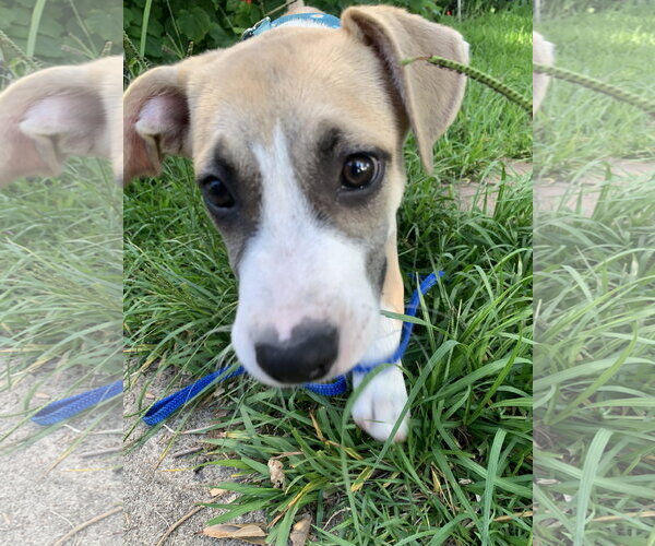 Medium Photo #9 Labrador Retriever-Unknown Mix Puppy For Sale in The Woodlands, TX, USA
