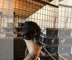 Small Photo #34 German Shepherd Dog Puppy For Sale in GRAHAM, MO, USA