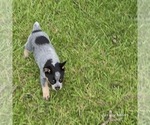 Small #3 Australian Cattle Dog