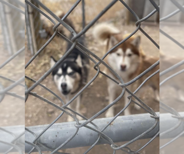 Medium Photo #3 Siberian Husky Puppy For Sale in Williamsburg, NM, USA