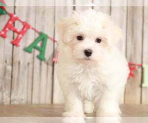 Havamalt Puppy for sale in MOUNT VERNON, OH, USA