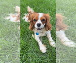 Small #1 Cavalier King Charles Spaniel