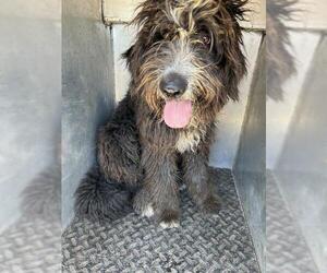 Old English Sheepdog Dogs for adoption in HESPERIA, CA, USA
