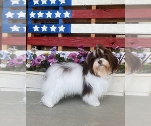 Father of the Havanese puppies born on 03/02/2025