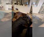 Small #12 Labrador Retriever Mix