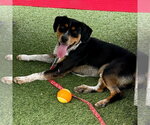Small #1 Mutt