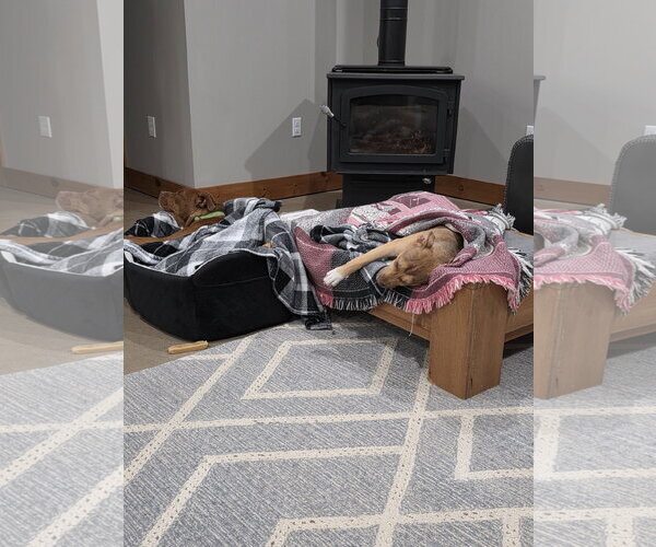 Medium Photo #4 Mutt Puppy For Sale in Germantown, OH, USA