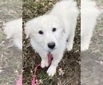 Small Photo #8 Great Pyrenees Puppy For Sale in CANOGA, NY, USA