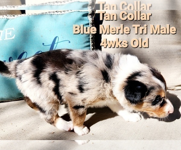 Medium Photo #11 Border Collie Puppy For Sale in ELMENDORF, TX, USA