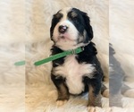 Small Photo #1 Bernedoodle Puppy For Sale in CARTER, IN, USA