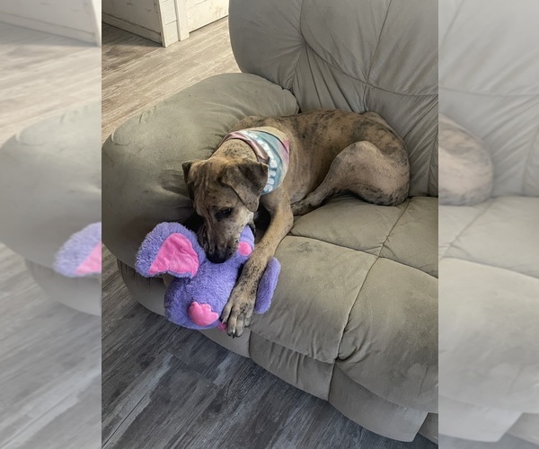 Medium Photo #1 Great Dane Puppy For Sale in GALLOWAY, OH, USA