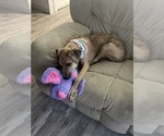 Small Photo #1 Great Dane Puppy For Sale in GALLOWAY, OH, USA