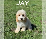 Image preview for Ad Listing. Nickname: Jay