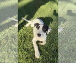 Small Labrador Retriever Mix