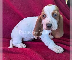 Basset Hound Puppy for sale in CLEVELAND, GA, USA