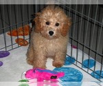 Small Photo #15 Poodle (Toy) Puppy For Sale in ORO VALLEY, AZ, USA