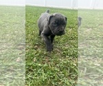 Puppy Puppy 6 Cane Corso